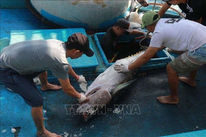 Одним из основных факторов, влияющих на экспортные тенденции, является ограниченное предложение сырья, особенно добываемого отечественными рыболовными флотами. (Иллюстративное фото: ВИA) 2-3243.png