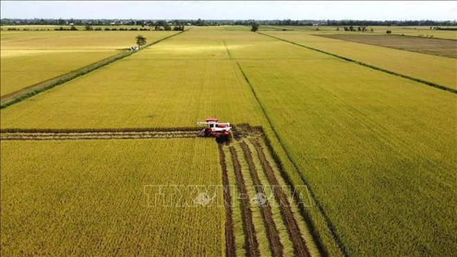 Уборка урожая на экспериментальном участке в рамках проекта по устойчивому развитию одного миллиона гектаров высококачественного риса с низким уровнем выбросов, связанного с зеленым ростом в дельте Меконга к 2030 году в общине Лангбьен, уезд Тхапмыой, провинция Донгтхап (Фото: ВИA) 2-1095.png