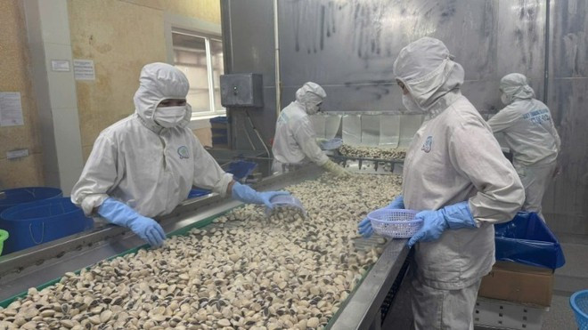 Работники Viet Truong Company Limited - предприятия по переработке и экспорту морепродуктов в портовом городе Хайфон. (Фото: ВИA) 2-2613.jpg