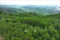 Площадь лесных насаждений крупной древесины в коммуне Ванкань, находящихся под управлением лесной охраны Ванкань (Фото: ВИА)