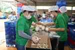 Упаковка свежих кокосов для экспорта в компании Mekong Fruit Co., Ltd., расположенной в общине Хыудинь, уезд Чаутхань, провинция Бенче. (Фото: ВИA)