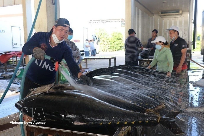 Развитие морепродуктовой отрасли Вьетнама: переход к высокотехнологичной, «зеленой» и устойчивой модели