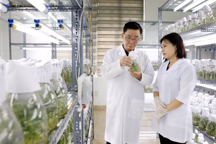 АО Thai Binh Seed является одним из ведущих предприятий Вьетнама в области производства семян сельскохозяйственных культур. Компания владеет авторскими правами на 30 сортов растений (Фото: ВИА)