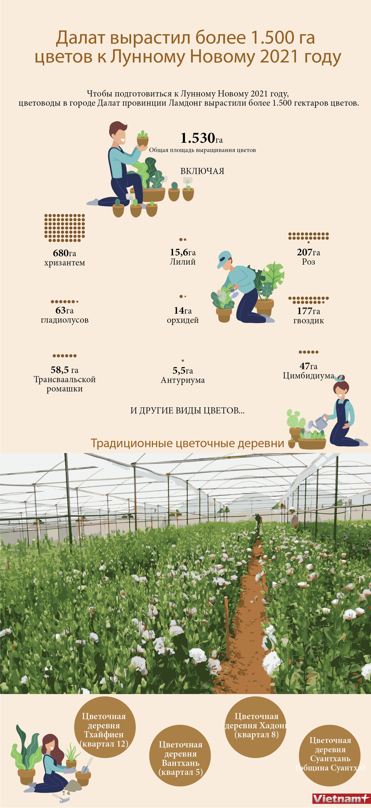 Далат вырастил более 1.500 га цветов к Лунному Новому 2021 году ảnh 1 Далат вырастил более 1.500 га цветов к Лунному Новому 2021 году ảnh 1