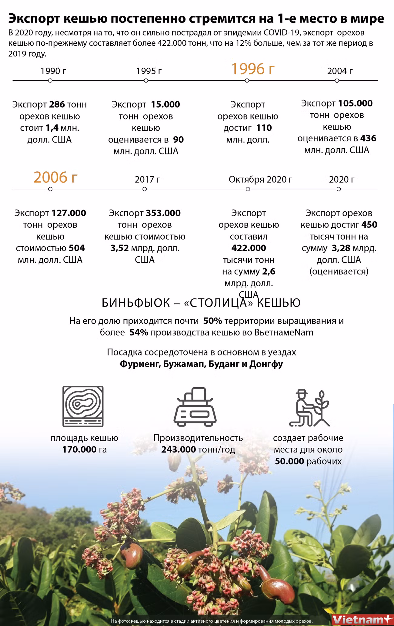 Экспорт кешью постепенно стремится на 1-е место в мире ảnh 1