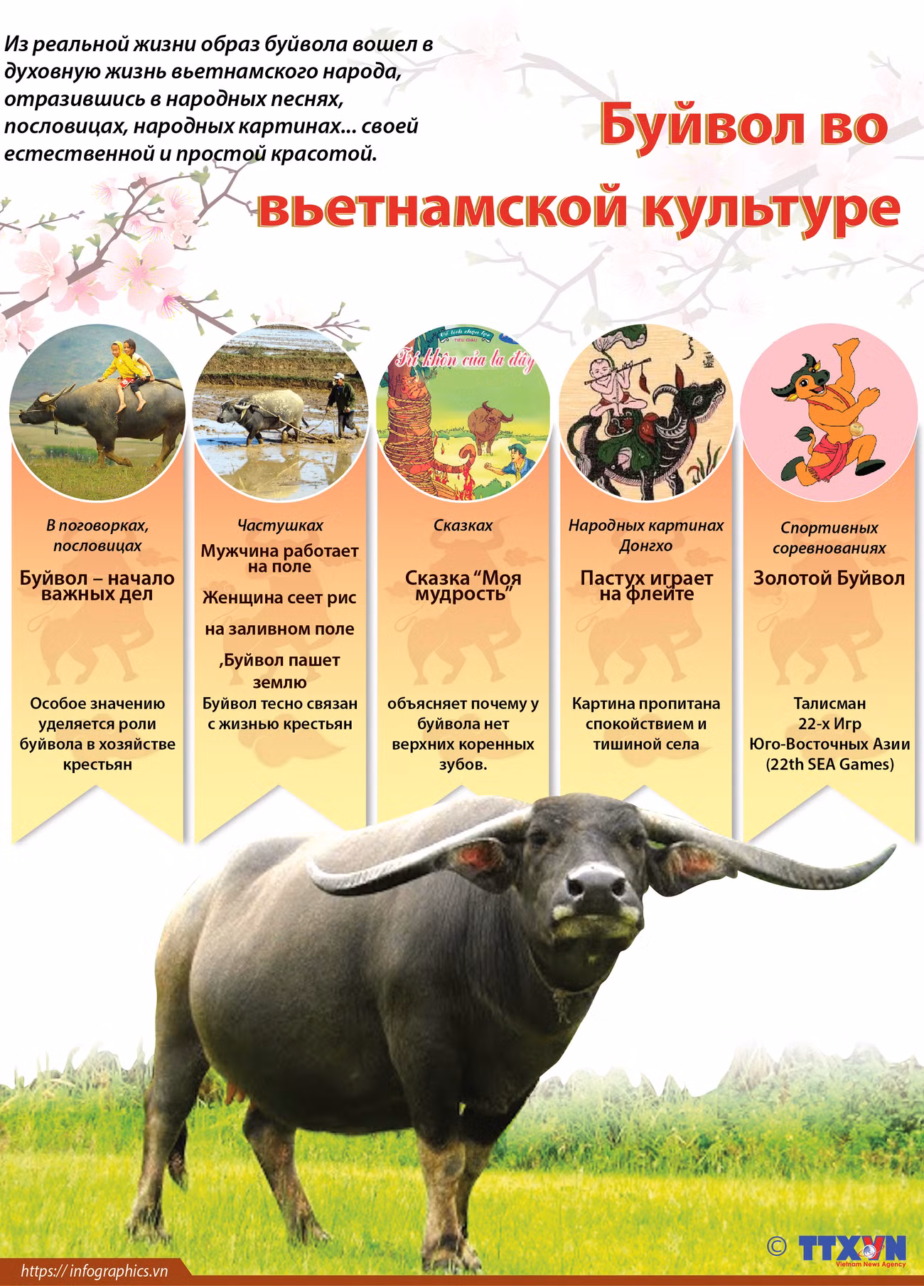 Буйвол во вьетнамской культуре ảnh 1