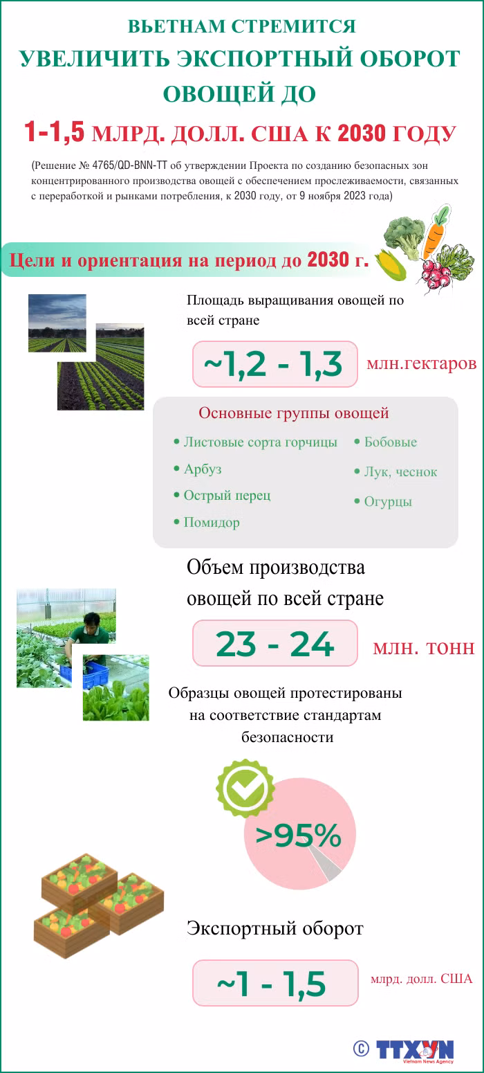Вьетнам стремится увеличить экспортный оборот овощей до 1-1,5 млрд. долл. США к 2030 году ảnh 1