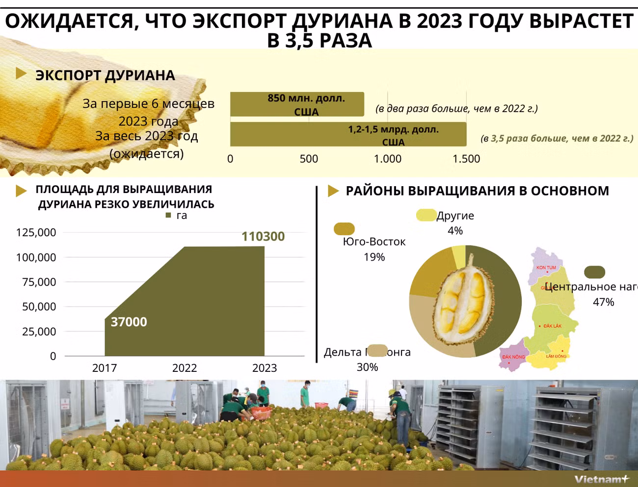 Ожидается, что экспорт дуриана из Вьетнама в 2023 году резко возрастет ảnh 1 Ожидается, что экспорт дуриана из Вьетнама в 2023 году резко возрастет ảnh 1