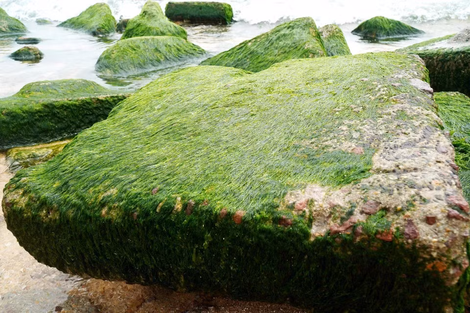 Природные скалы, покрытые ярким зеленым мхом, создают удивительное и завораживающее зрелище. (Фото: ВИА)