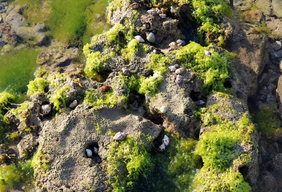 Различные моллюски и морские обитатели населяют слои водорослей (Фото: ВИA)