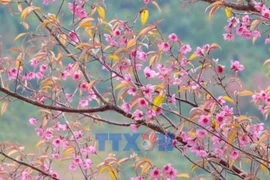 Дикие персиковые цветы в Мукангчай в провинции Лаокай