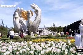 Очарование крупнейшего вьетнамского сада тюльпанов в Ba Na Hills