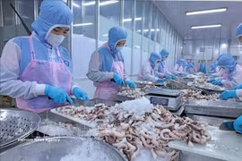 Переработка осьминога для экспорта на японский рынок в компании Huy Nam, провинция Анзянг. (Фото: ВИА)
