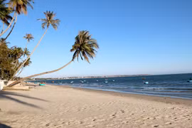 Стволы кокосовых пальм, склоняющиеся над морем в Муйне. (Фото: ВИА)