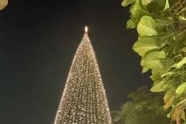 Рождественские елки Ханоя освещают праздничный сезон