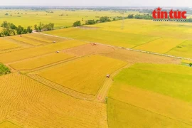 Устойчивое развитие сельского хозяйства с Проектом по созданию 1 миллиона гектаров высококачественного риса в дельте Меконга. (Фото: ВИА)