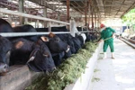 Рабочие кормят коров молотой кукурузой после ферментации с крупной солью и патокой (Фото: ВИА)