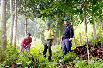 Вклад в устойчивую охрану и развитие лесов