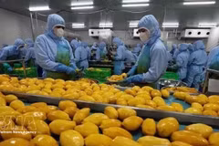 Рабочие сортируют манго для экспортной переработки на предприятии B’LaoFood. (Фото: ВИА) 
