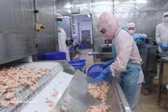 Предприятие по переработке креветок на экспорт в провинции Камау. (Фото: ВИА) 