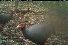 Обследование биоразнообразия зафиксировало 27 видов диких животных, в том числе 8 видов млекопитающих и 19 видов птиц и наземных видов. Фото Правления по управлению комплексом святилища Мишон.