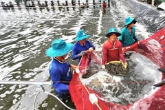 В 2025 году Китай стал крупнейшим рынком сбыта вьетнамских креветок с общим объемом импорта на сумму 1,3 млрд долл. США, что на 55% больше по сравнению с 2024 годом. Фото ВИА 