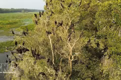 Национальный парк Чамчим активизирует усилия по восстановлению водно-болотных угодий. (Фото: ВИА) 