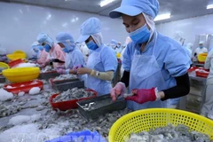 Переработка креветок на экспорт в провинции Даклак. (Фото: ВИА) 