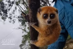 Карликовый толстый лори (Nycticebus pygmaeus)