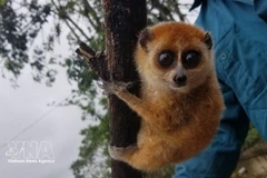 Карликовый толстый лори (Nycticebus pygmaeus)