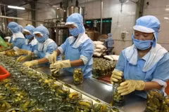 Рабочие обрабатывают сельскохозяйственную продукцию для экспорта. (Фото: ВИA)