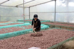 Переработка какао-бобов на предприятии ООО «Бản Cacao». 