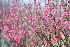 Украшение дома к Тэту: 4 растения, приносящие удачу и благополучие