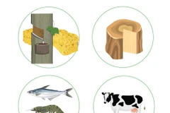Экспорт сельскохозяйственной, лесной и рыбной продукции увеличился на 10,7% за 4 месяца 2025 г.