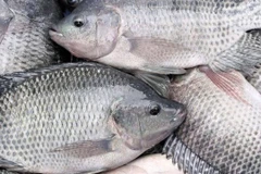 Экспорт тилапии из Вьетнама в США в прошлом году достиг 53,15 млн долл. США, что составило примерно 54% общего объёма экспорта тилапии Вьетнама. (Фото: doanhnghiephoinhap.vn)