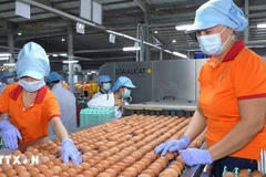 Работники упаковывают яйца на заводе компании QL Vietnam Agroresources Co. Ltd. (Фото: ВИА) 