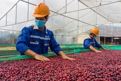 Основные продукты сельскохозяйственного экспорта, такие как перец и кофе, остаются устойчивыми и относительно защищены от пошлин США. (Фото: thanhnien.vn)