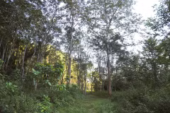 Периферийный ботанический сад Пухуонг