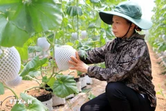 Применение израильских технологий в выращивании дынь обеспечило высокую экономическую эффективность (Фото: ВИА). 