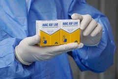 Вакцина против африканской чумы свиней AVAC ASF LIVE (Фото: AVAC)