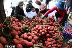 Личи, произведенные в Лукнган, Бакнинь (Фото: ВИA)