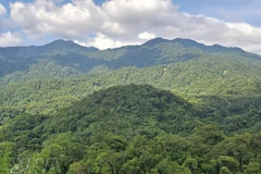 Вьетнам входит в число ведущих стран Азии в области восстановления лесов и устойчивого управления лесными ресурсами. Фото: ВИА. 