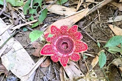 Гималайская саприя, обнаруженная в национальном парке Фонгня-Кебанг. (Фото опубликовано ВИА) 