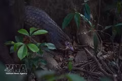 Nine Sunda pangolins (Manis javanica) have been released back into the wild at the Bach Ma National Park. (Photo: VNA) 