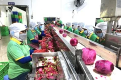 Рабочие обрабатывают фрукты для экспорта. (Фото: ВИA)