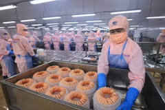Креветки, обработанные для экспорта на заводе Minh Phu Group. Несколько международных организаций понизили прогноз экономического роста Вьетнама до 6-6,2% в 2025 году из-за неопределенности глобальной политики. (Фото: ВИA)