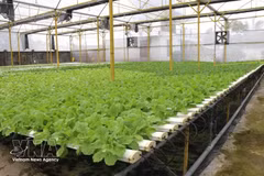 Гидропонная овощная ферма компании Green Farm Co., Ltd. в районе Нгуйетхоа. (Фото: ВИА) 