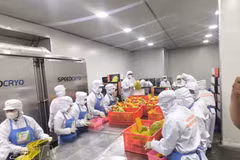Рабочие перерабатывают фрукты на экспорт на предприятии Чаньтху в общине Чолон провинции Виньлонг. (Фото: ВИА)
