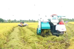 Сезон сбора урожая в городе Кантхо. По прогнозам, в 2025-26 годах Вьетнам станет вторым по величине импортером риса в мире. (Фото: ВИA)