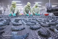 Черных тигровых креветок замораживают для экспорта на перерабатывающем предприятии корпорации Minh Phu Seafood. (Иллюстративное фото: ВИА) 